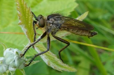 Eutolmus rufibarbis