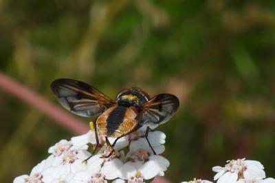 Ectophasia crassipennis