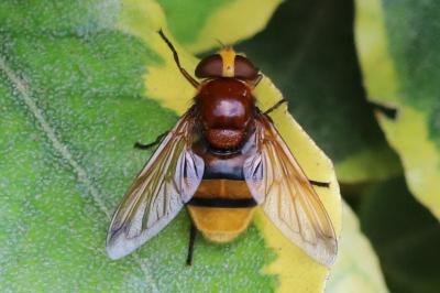Volucella zonaria