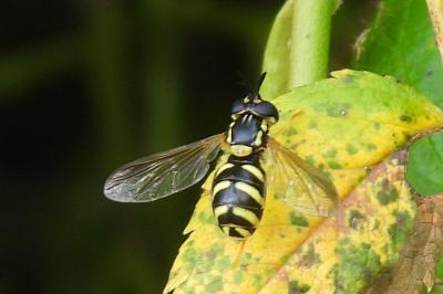 Chrysotoxum intermedium