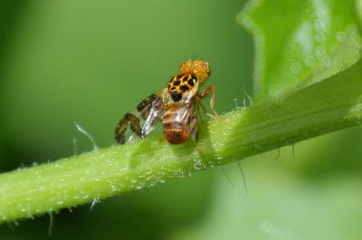 Goniglossum wiedemanni