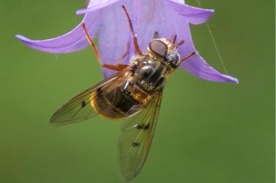 Ferdinandea ruficornis
