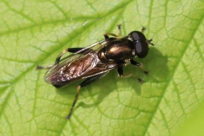 Xylota segnis