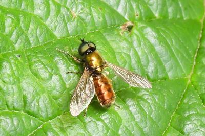 Chloromyia formosa