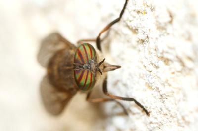 Tabanus nemoralis