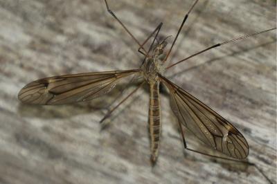 Tipula lateralis