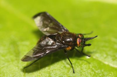 Chrysops caecutiens