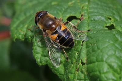 Eristalis similis