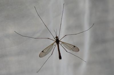 Nephrotoma guestfalica
