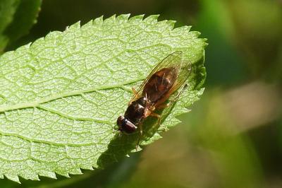 Melanostoma mellinum