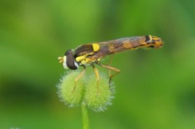Sphaerophoria scripta
