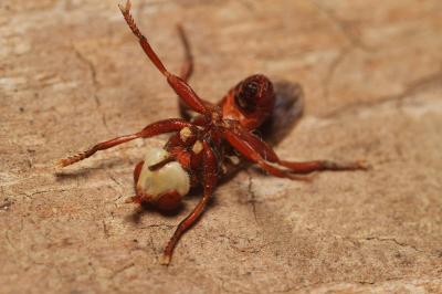 Myopa dorsalis