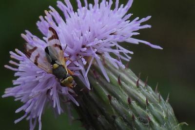 Urophora stylata