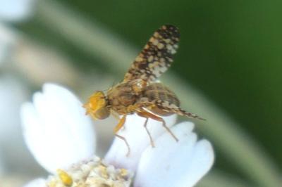 Oxyna flavipennis
