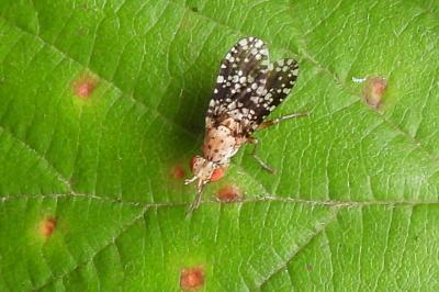Trypetoptera punctulata