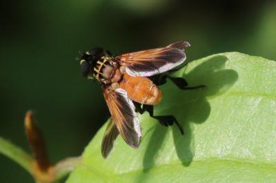 Trichopoda pictipennis