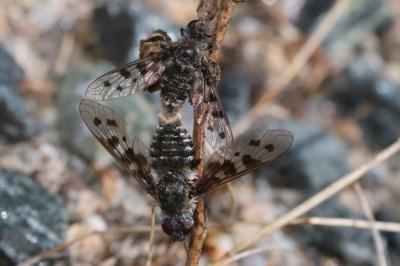 Anthrax varia