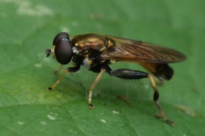 Xylota segnis