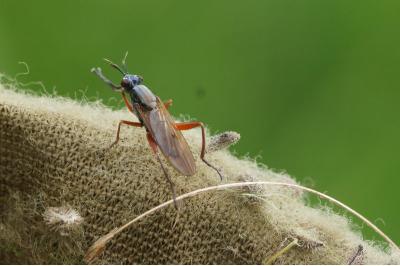 Sepedon sphegea