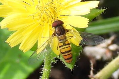 Episyrphus balteatus
