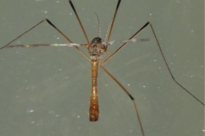 Tipula obsoleta