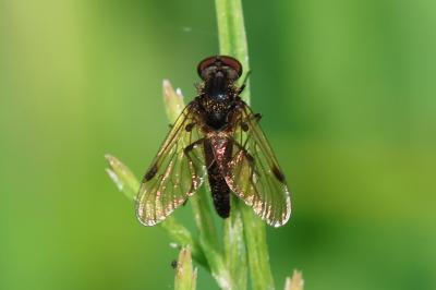 Chrysopilus cristatus