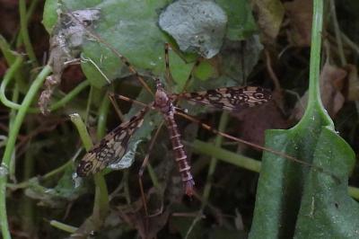 Epiphragma ocellare