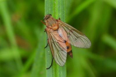 Rhagio tringarius