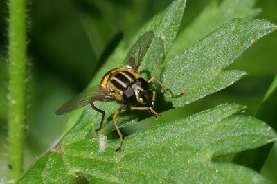 Helophilus pendulus