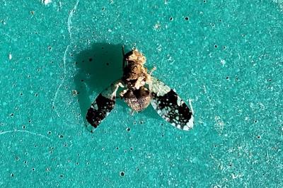Tephritis formosa
