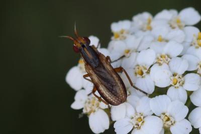 Limnia unguicornis