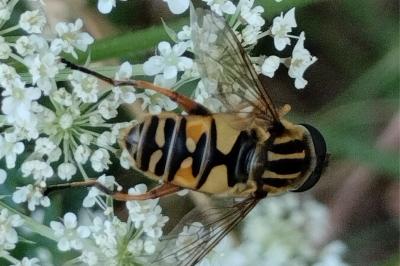Helophilus pendulus