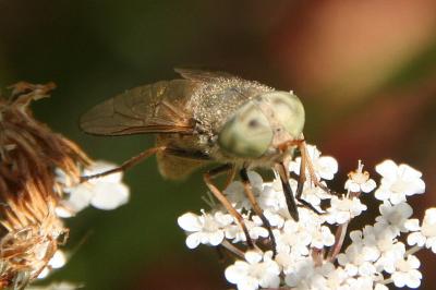 Atylotus rusticus