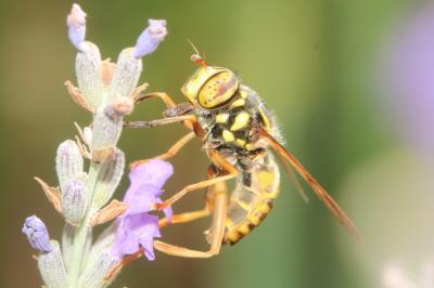 Spilomyia manicata