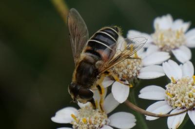 Eristalis nemorum