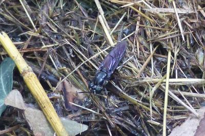 Hermetia illucens
