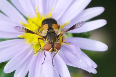 Ectophasia crassipennis
