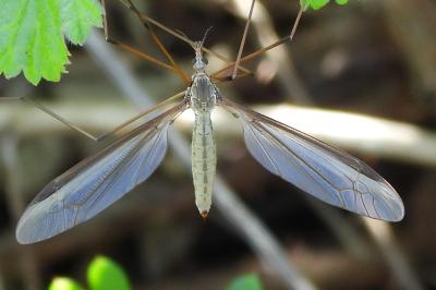 Tipula oleracea