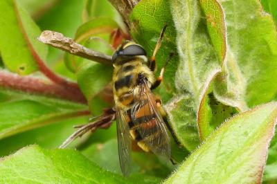 Myathropa florea