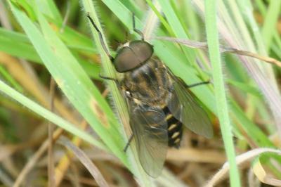 Tabanus sudeticus