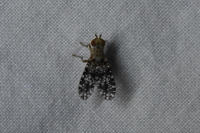 Trypetoptera punctulata