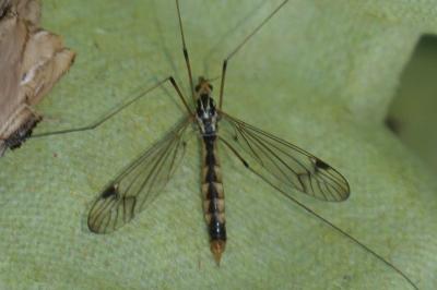 Nephrotoma quadrifaria
