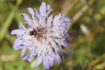 <i>Sicus ferrugineus</i>