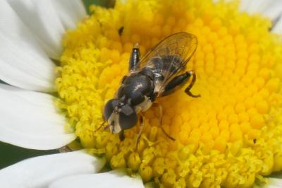 <i>Syritta pipiens</i>