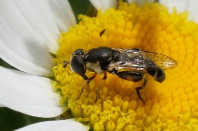 <i>Syritta pipiens</i>