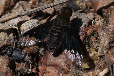 <i>Hemipenthes morio</i>