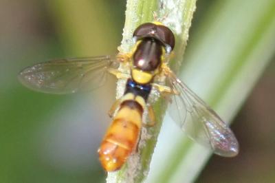 <i>Sphaerophoria rueppellii</i>
