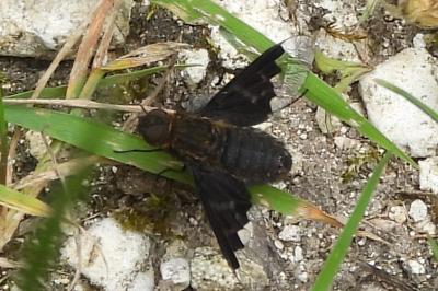 <i>Hemipenthes morio</i>