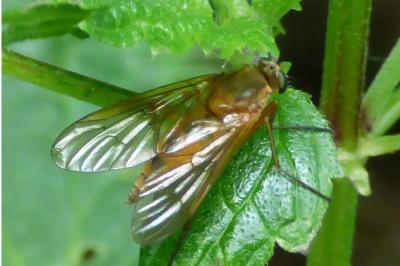 <i>Rhagio tringarius</i>