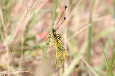 <i>Libelloides longicornis</i>